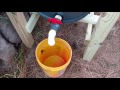 Cleaning Sand in a Duck Yard