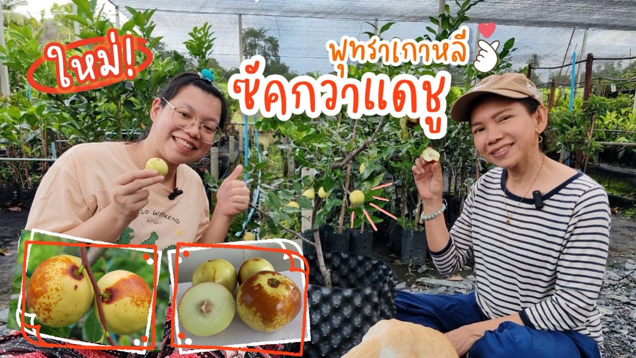 ‘ซัคกวาแดชู‘ พุทราแอปเปิ้ลยักษ์เกาหลี กรอบนอกนุ่มใน หวานอร่อยม๊ากก!