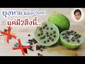 เคล็ดลับกำจัดยุง แมลงวันด้วยวิธีธรรมชาติ ได้ผลจริง พิสูจน์แล้ว!!! l Fit Food Fun