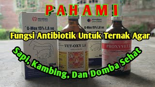 Fungsi Dan Kegunaan Antibiotik Untuk Ternak Sapi, Kambing, Domba Dll