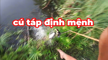 đi nhấp cá lóc bằng vịt cú táp định mệnh... (Quan Gò Công)...