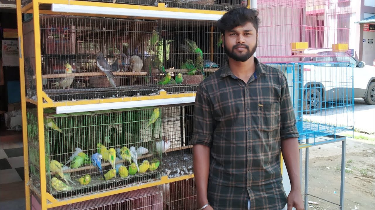 kerala pet shop visitpet shop visitcocktailsAfrican love birds