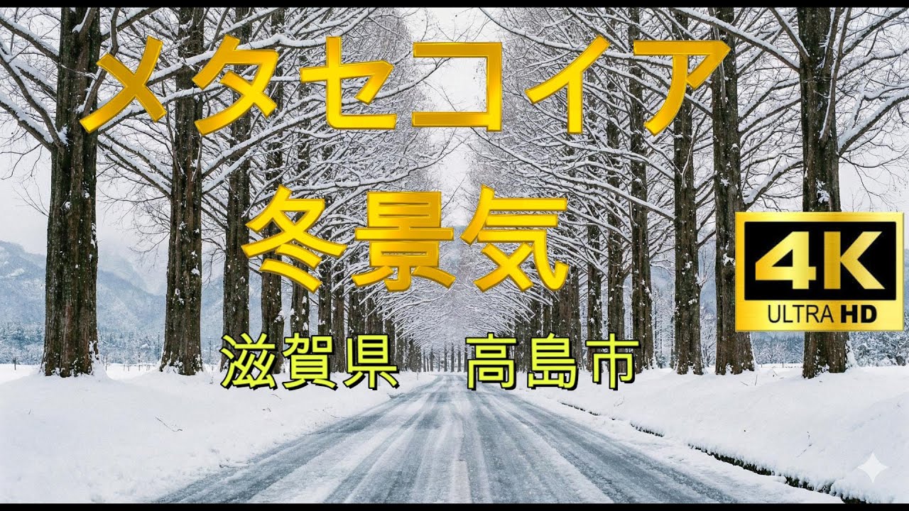 冬の装いのメタセコイア【滋賀県高島市】