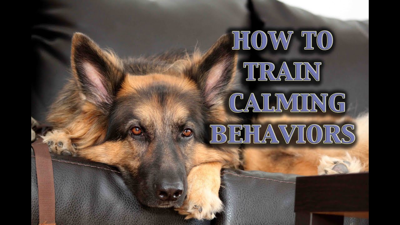 anytime vs any time How To Train Calmness In Dogs (Part II)