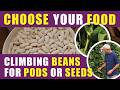 Grow Runner Beans for Fresh Pods or Seeds | Sowing, Harvest & No Dig Tips