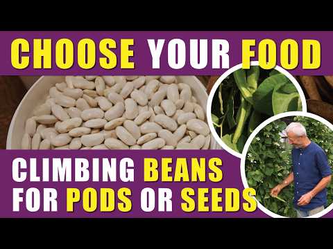 Grow Runner Beans for Fresh Pods or Seeds | Sowing, Harvest & No Dig Tips