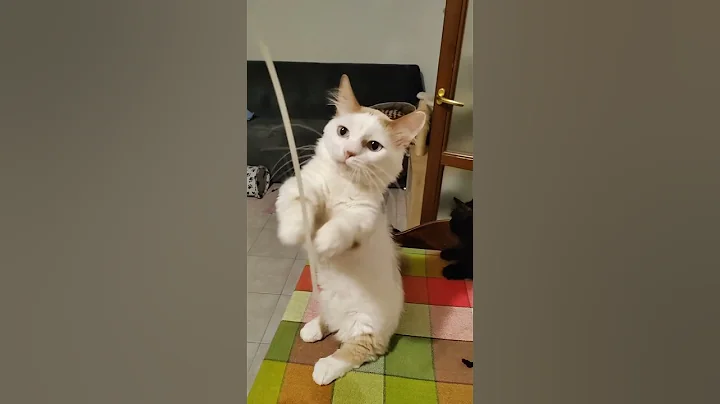 Watch the video about #munchkin #cat #munchkingatto #pets #allevamentomunchkin #gattobassotto #gatto #gattomunchkin #mici