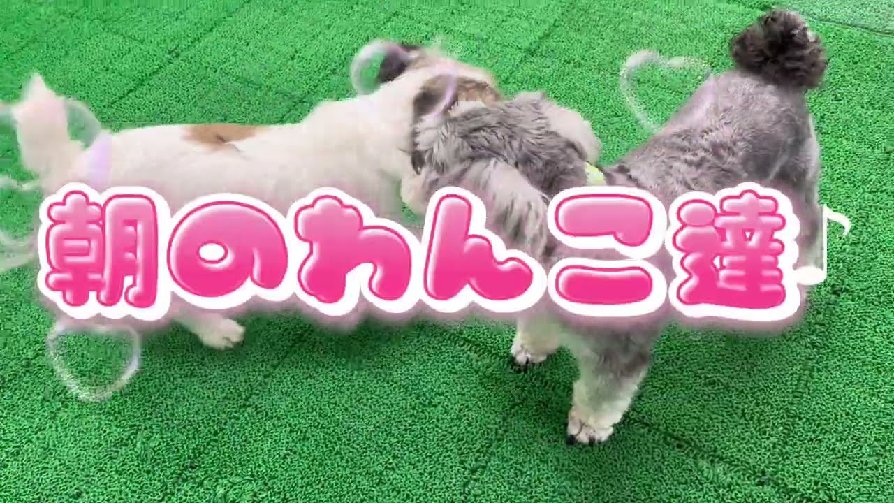 20260807 ダックペットサービス 朝のわんこ達 - YouTube