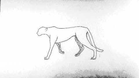 Cheetah Walk and Jump 2D Animation