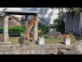 【天王寺動物園】関西大倉高校生作製のおもちゃー吊るされた竹の中の肉を狙う