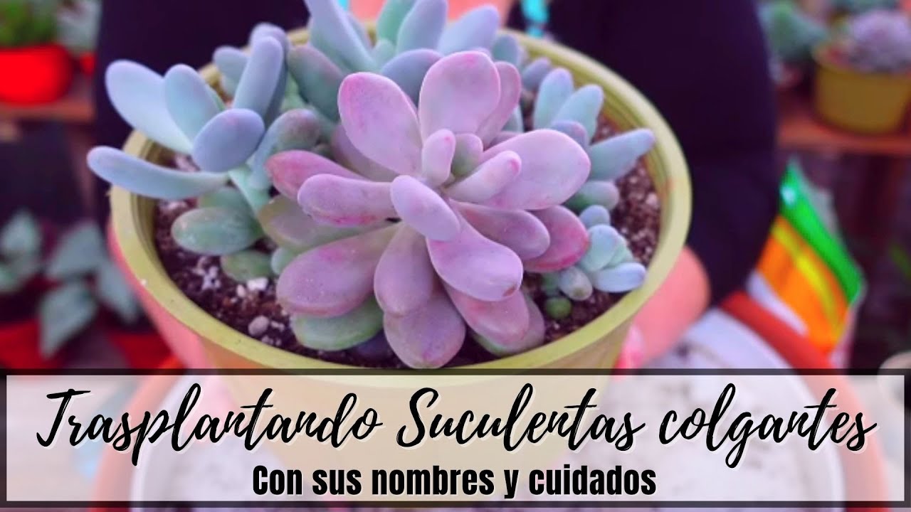 Trasplantando juntos suculentas colgantes - VIDEO XXL