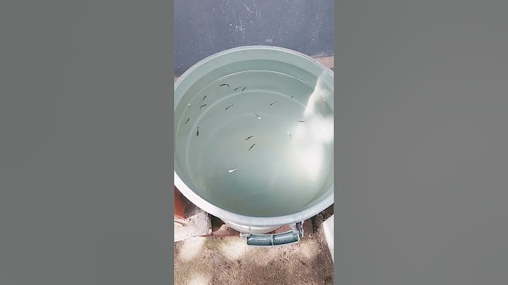 Mis peces bebes , otros que solo comen , hacen del 2 y nadan jajaja