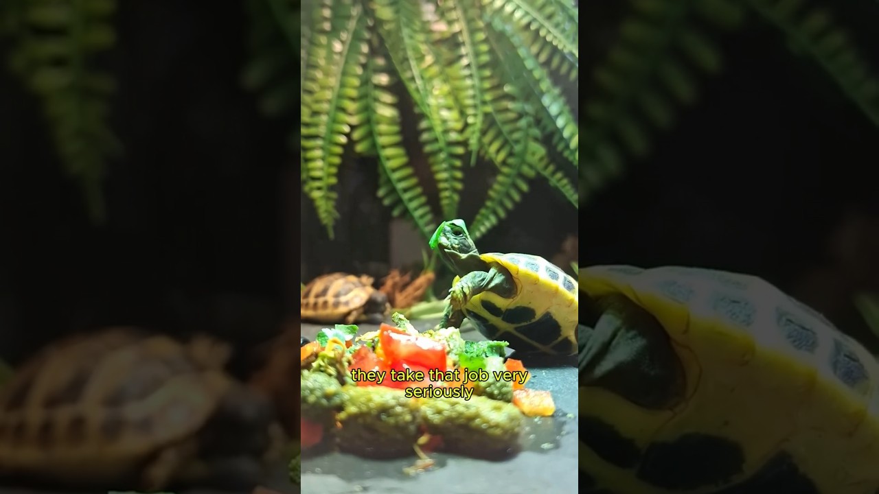 Kiwi & Coco 🐢 | Living the Slow Life