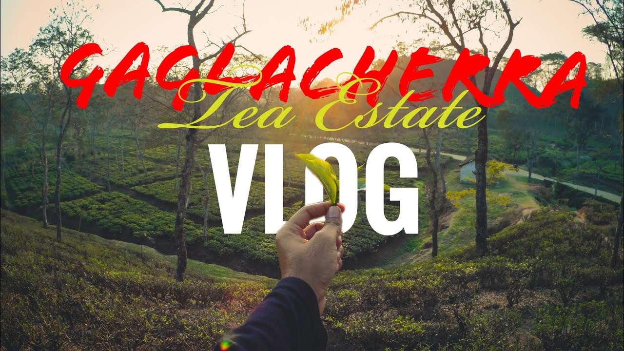 Gaglacherra Tea Estate || Vlog || creative block