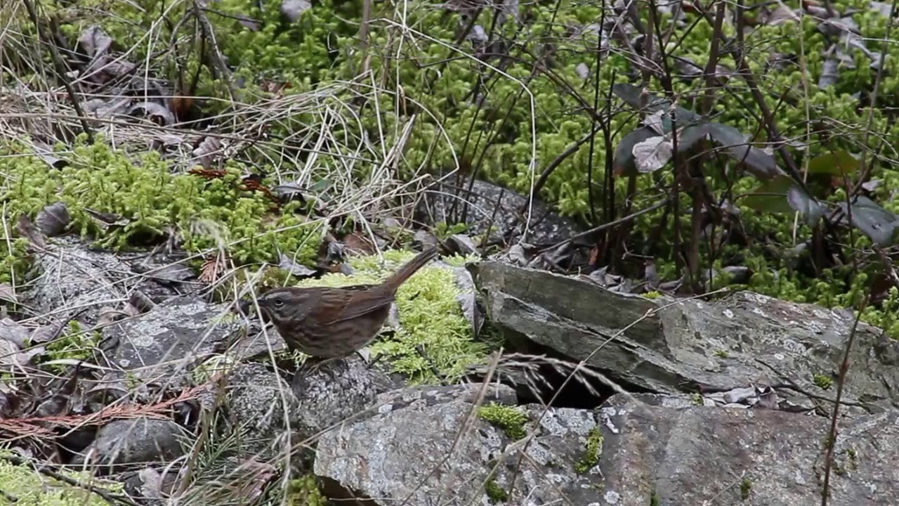 Song Sparrow 