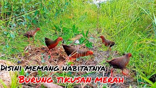 mikat tikusan mata merah di musim semi