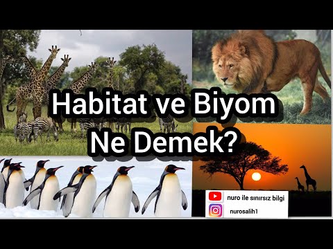 Habitat ve Biyom Ne Demek? Aralarında ki Farklar Nelerdir?