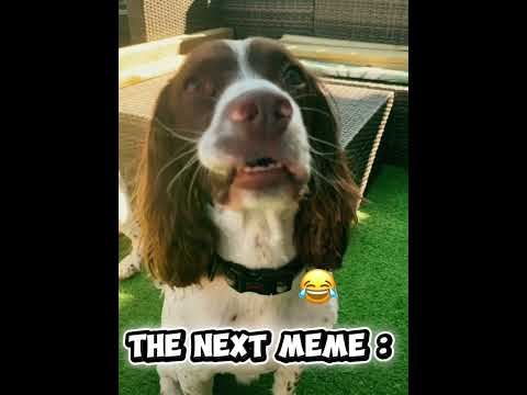 #memes #doggielife #funny #cute #pawfect #puppy #max #pets #cutedog #edit #goofy #funnymoment #alby