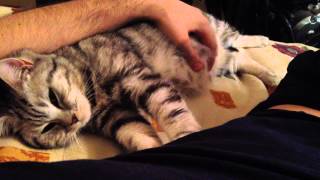 Кошка делает массаж Cat does massage