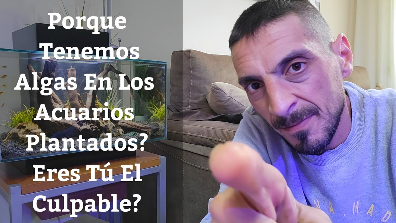 🔵 Por Qué Tenemos Algas En Los Acuarios Plantados? (Acuarios MB)