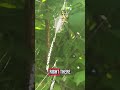 That's Nature Baby!