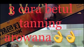 CARA MUDAH tanning arowana DENGAN LAMPU MAYIN 2700k dan 1300k