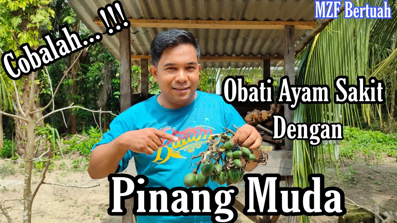 Cara Mengobati Ayam Yang Sakit - MZF Bertuah