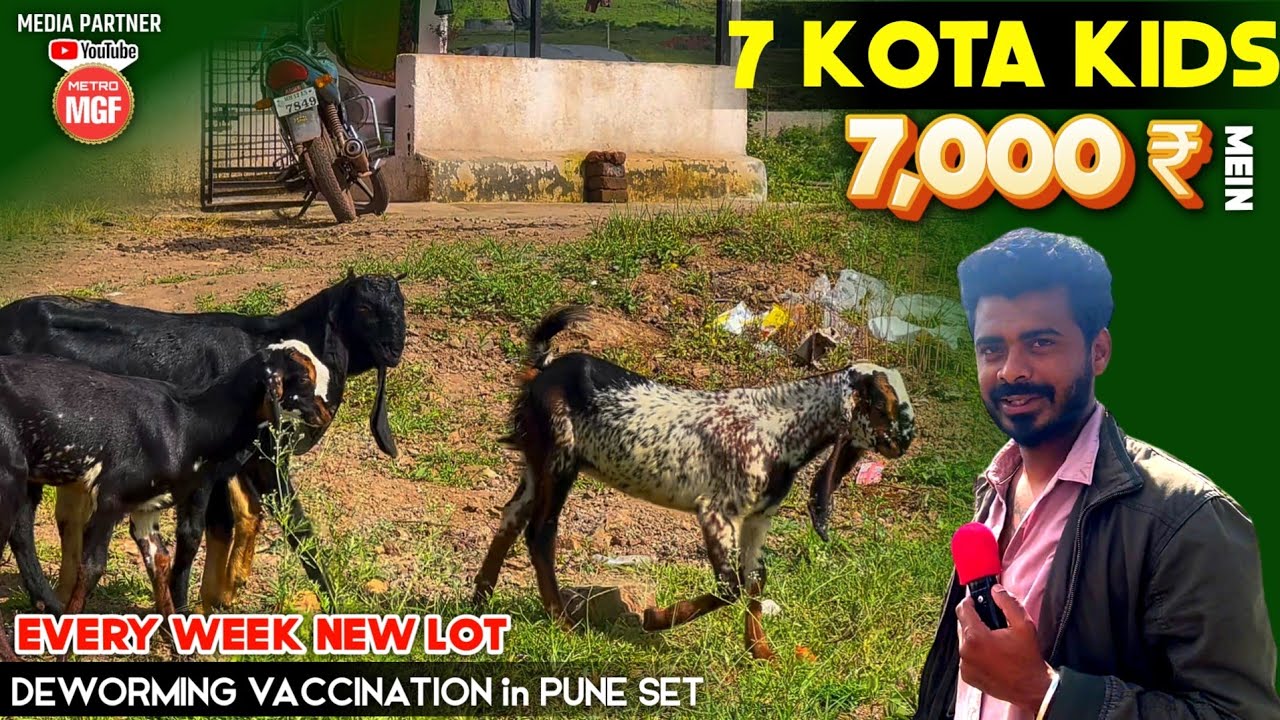 7,000/- Onwards Pure Kota Bakre in Pune Climate Set | Iss Saste Kota Bakre ab Kaha Milege | AJ Farm