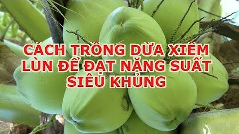 Cách trồng dừa xiêm lùn cho năng suất cao / kỹ thuật trồng dừa xiêm lùn  / các loại giống dừa.