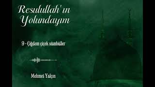 Mehmet Yalçın | Çiğdem çiçek sümbüller 
