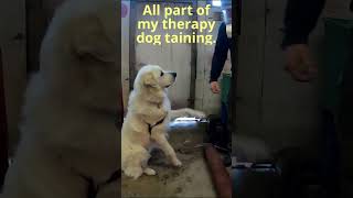 Great Pyrenees Tricks