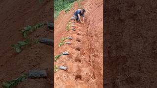 ☕🌱 Cara Menanam Kopi di Lahan Miring untuk Pertumbuhan yang Lebih Baik