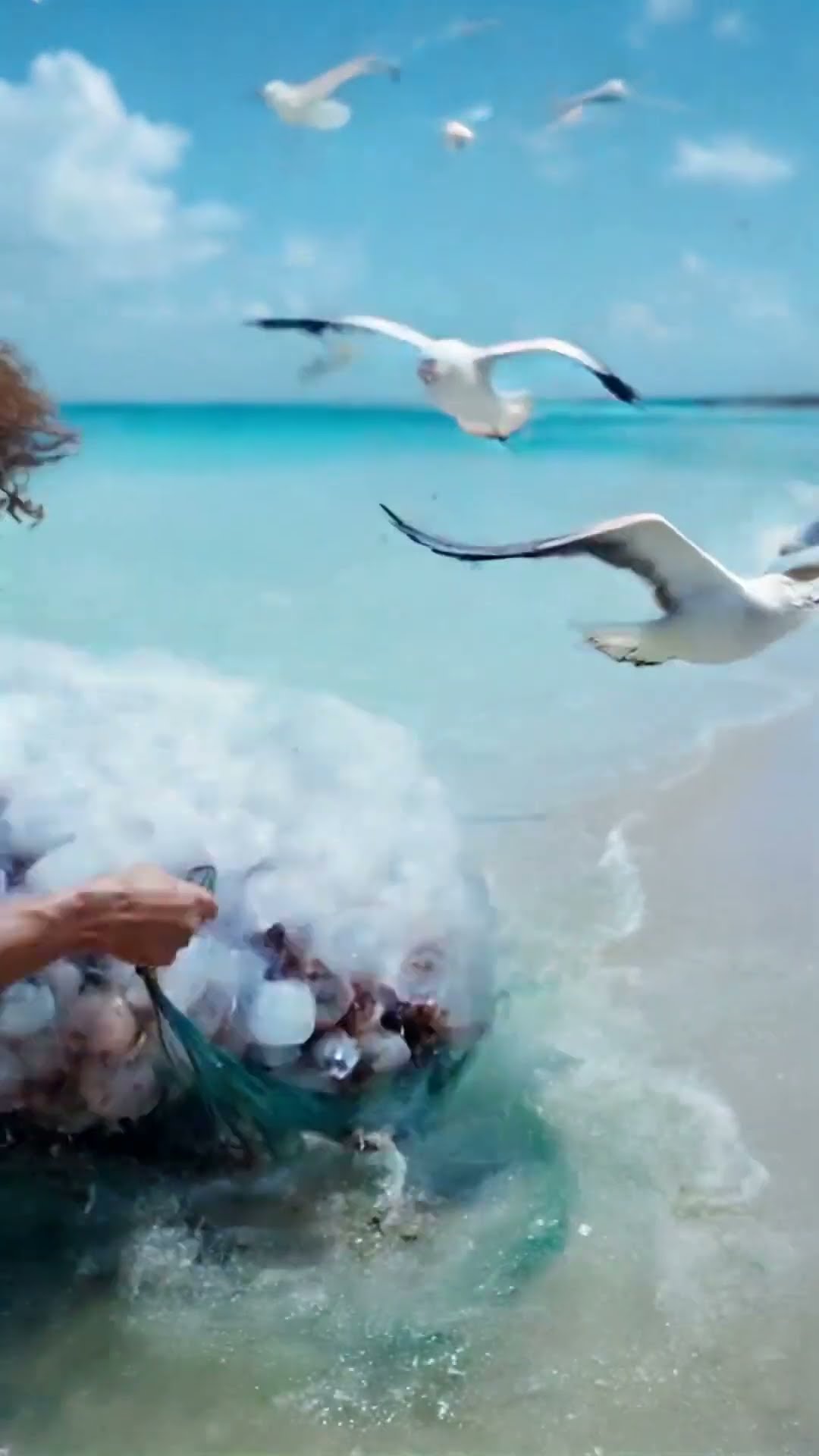 Catching MASSIVE Jellyfish with SEAGULLS!