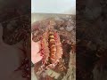 💫💫💫Taming the Tiger of the Ocean #shorts #shortsvideo #shortsviral #shirmps #seafish #colorfulfish.