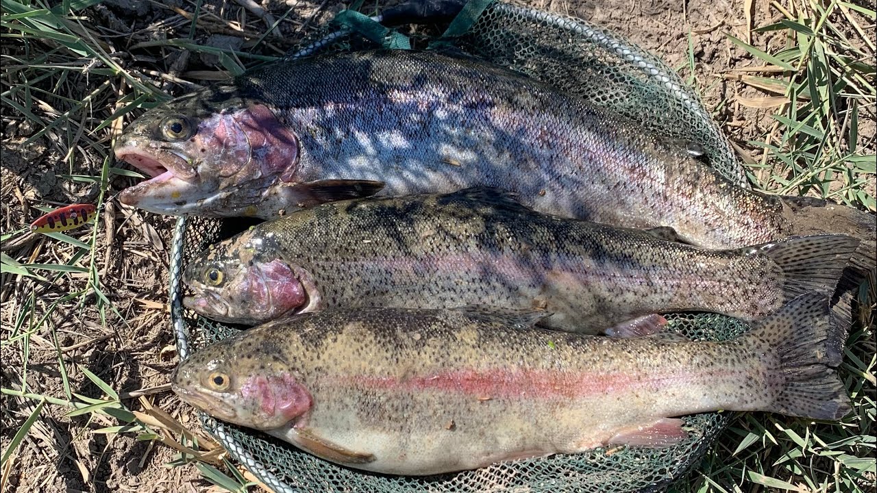 Հրեշ իշխանները  Հայաստանում  2021/ Форели-монстры в Армении 2021