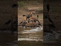 Hyena attack Pangolin #Pangolin #hyena  #wildlife #angrytiger #wildanimals #animals #animalworld