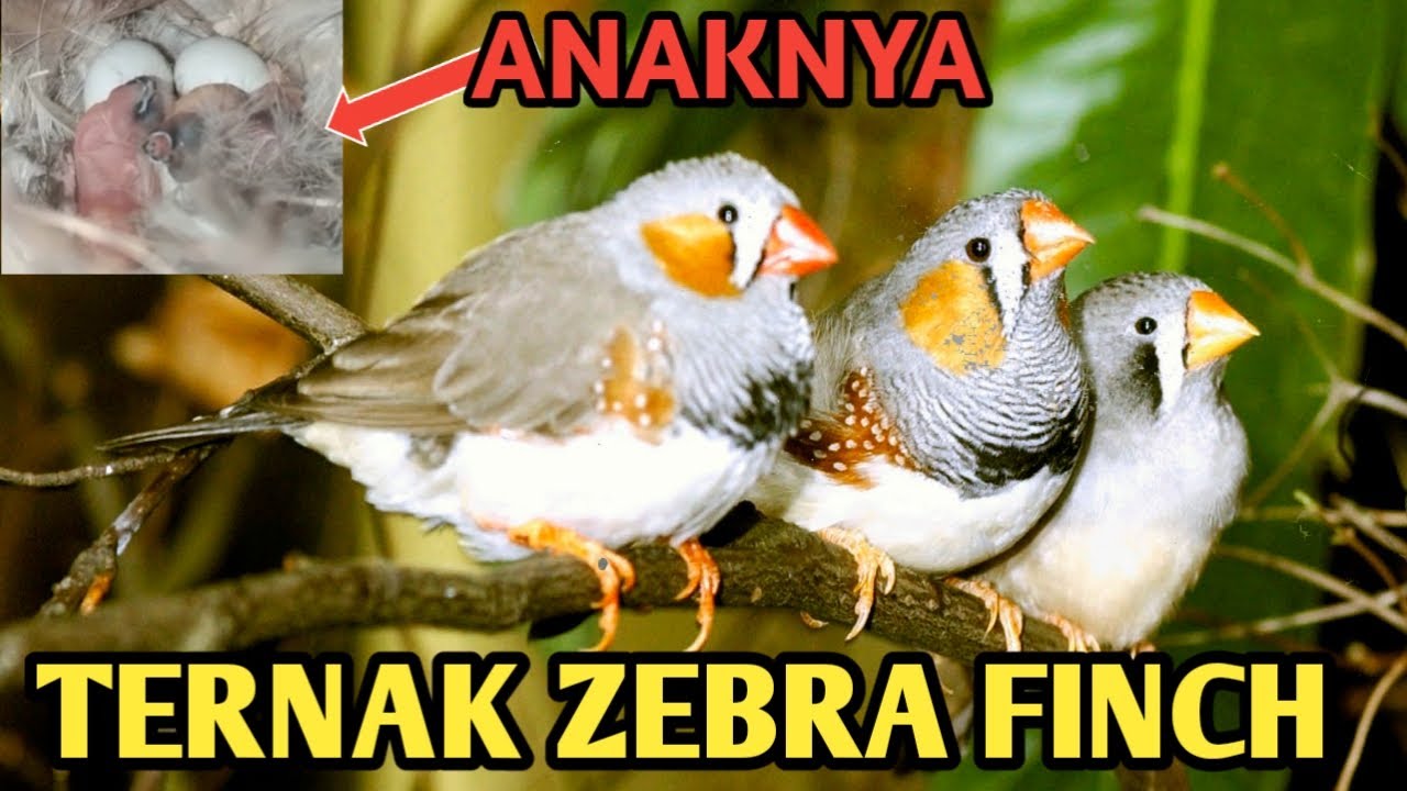 Ternak zebra finch 