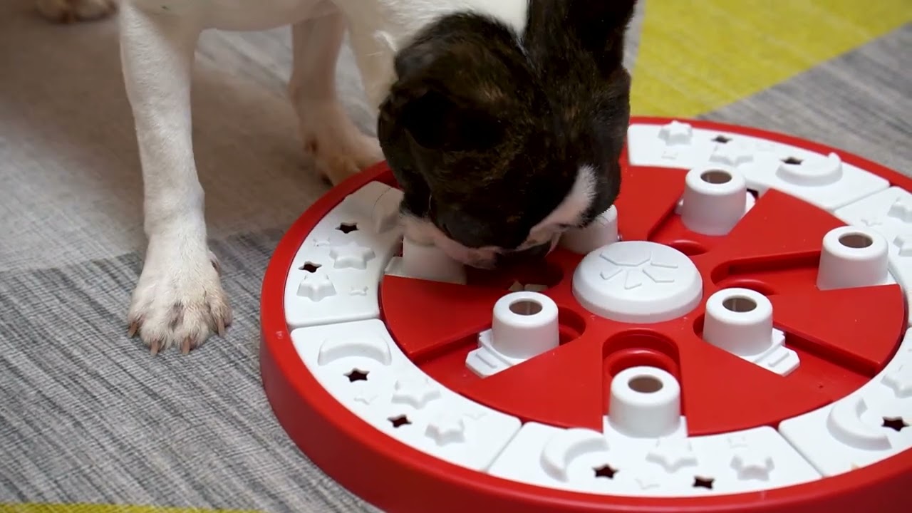 KADTC Dog Puzzle Toy Dogs Brain Stimulation Mentally Stimulating Toys  Beginner