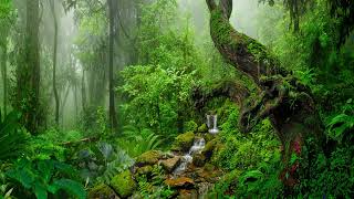 Gentle Rainstorm at Cloud forest | Rain Sounds for Sleeping - Soft Tropical Birdsong screenshot 5