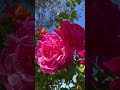 Sunlight on Beautiful Pink flowers🌸🌄 || Flower Planet | Secret Garden |