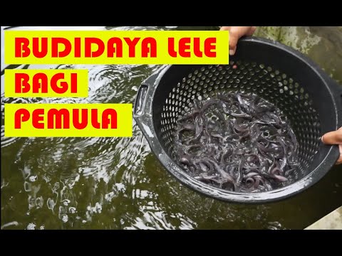 BUDIDAYA LELE BAGI PEMULA 