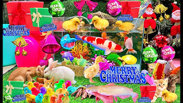 Bắt Thú Cưng Các Con Vật Dễ Thương, Vịt Con, Cá Koi, Cá Trê, Rùa, Thỏ, Mèo Con, Giáng Sinh An Lành