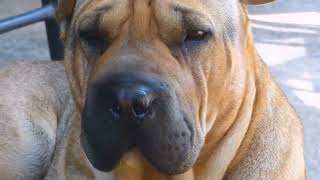 Top Reasons to Adopt a Dog: The Amazing Benefits of Having a Canine Companion