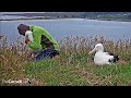 Royal Albatross~The Ranger is reading the ring number of Blue ~9:31 AM 2019/12/31