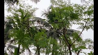 Pikat Tekukur Ranting Burung Liar Celir Pulut Meniti Rantingan Hingga Berlaga Sangat Seru