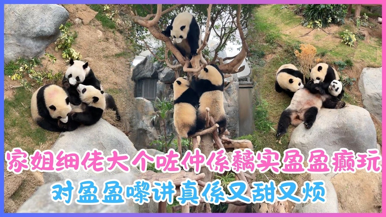 3月4日💖家姐细佬大个咗仲係黐实盈盈癫玩～对盈盈嚟讲真係又甜又烦！💖