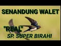 Suara Panggil Walet Sp Super Birahi Mp3 - Mp4 Download