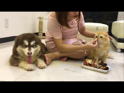 Video Mật vs Mon đánh nhau . Mon ức quá từ mặt Mật luôn ::)... - youtube