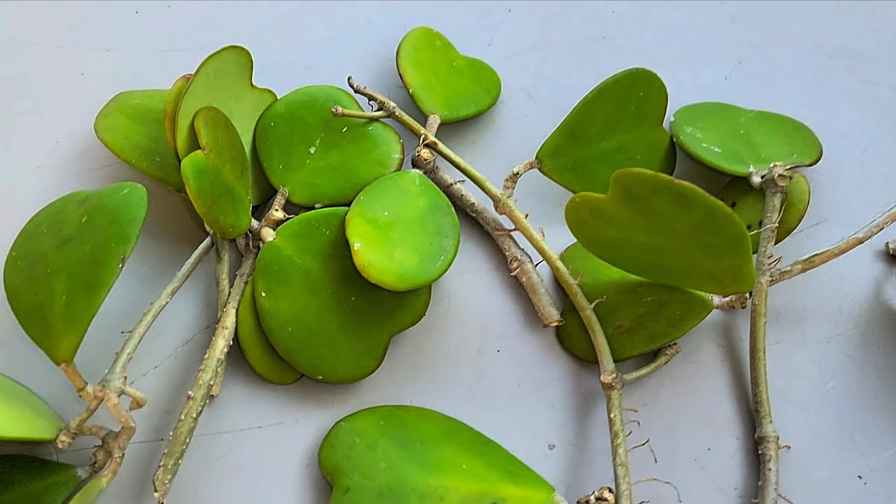 HACIENDO ESQUEJES DE MI HOYA QUERRI