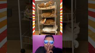 4th floor cat house comedy Neeya Naana parithavangal Resort😂😂😂 #maniraja #shorts